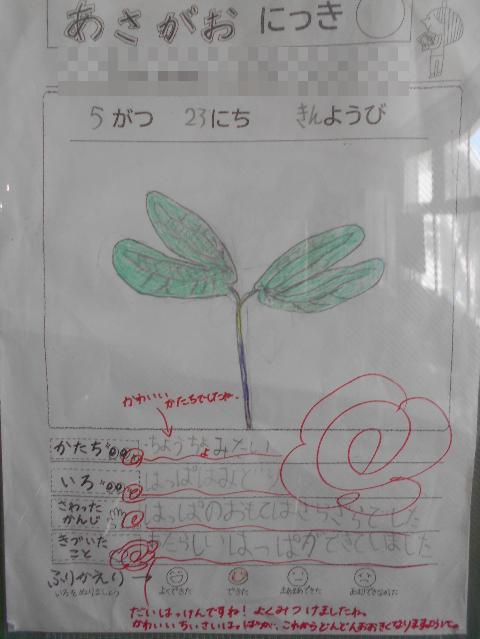 朝顔の観察カード