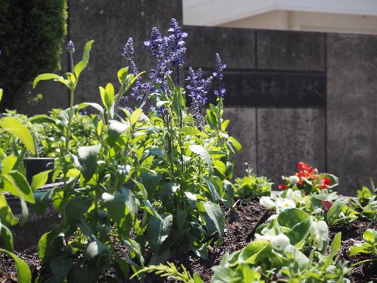 正門前の花壇