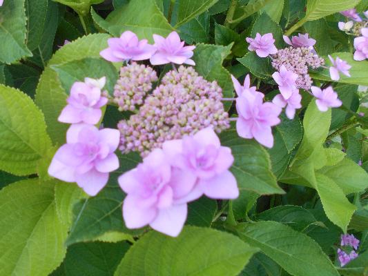 あじさいの花