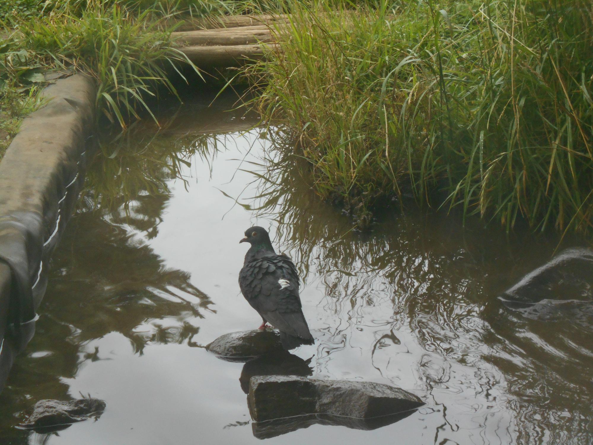 池で水浴びをした鳩