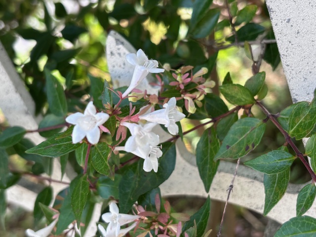 ジャスミンの花