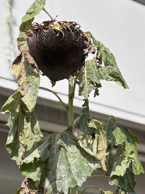 夏休み中のひまわり
