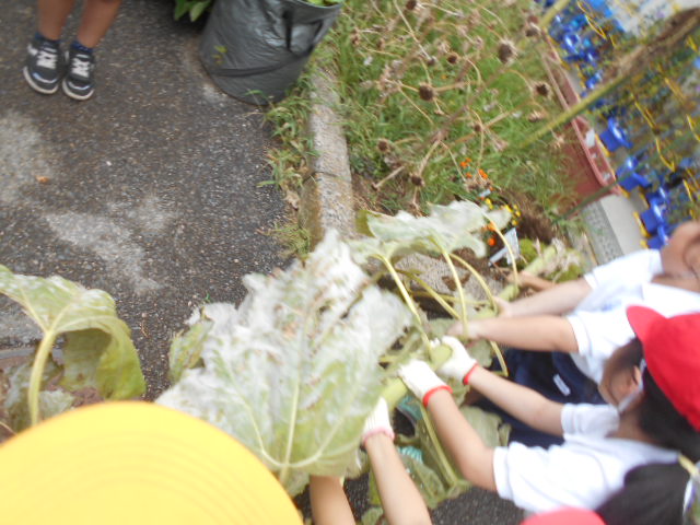 ひまわりの茎を抜く様子