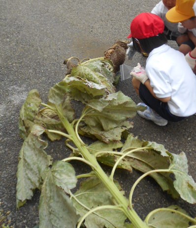 抜いたひまわりを観察する様子