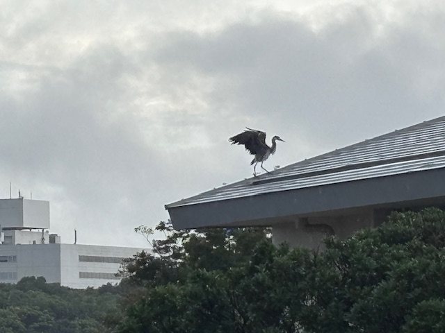 体育館屋根にとまったアオサギ