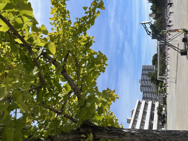 運動会練習をする2年生