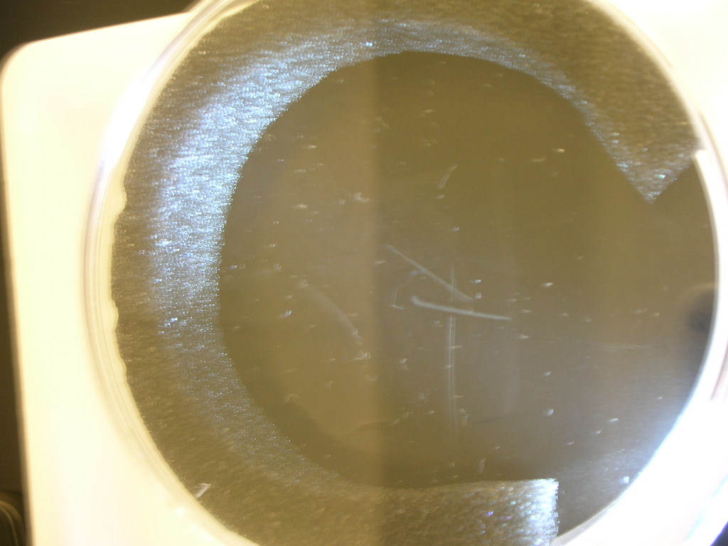 霧箱の中で放射線を可視化しています