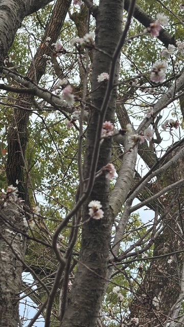 唐実桜と思われる花