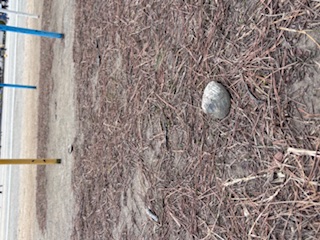 落ちていたまるごと一つの貝殻