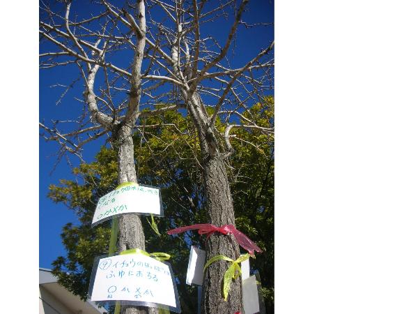 イチョウの木に括りつけられたクイズ問題
