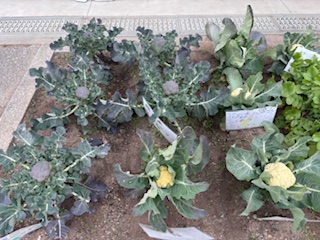 花の木学級で育てている野菜