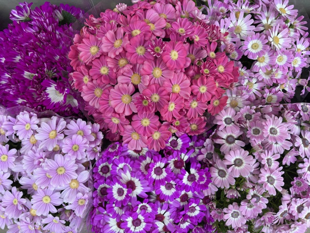 卒業式式場を彩る鉢植え