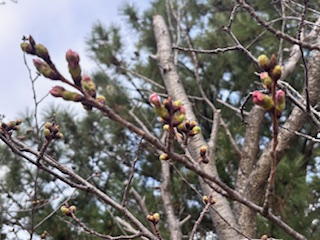 桜のつぼみ