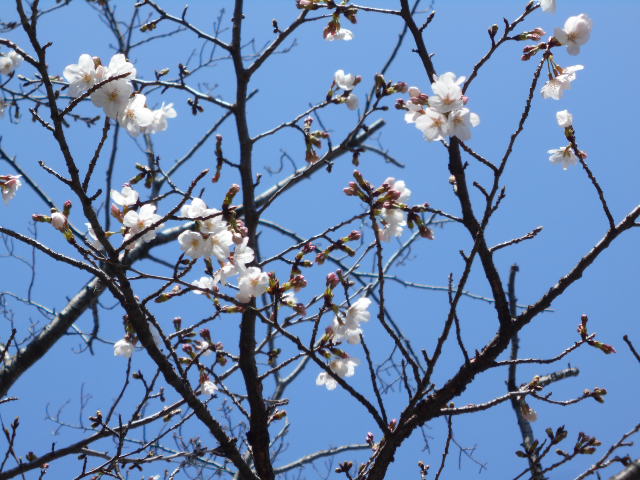 咲き始めた桜の花