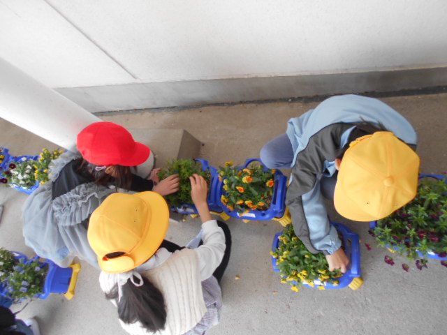 鉢植えの世話をする2年生