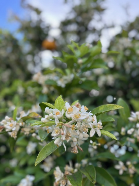 みかんの花