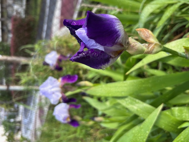 アヤメの花