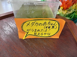 めだかの水槽