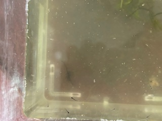 めだかの稚魚