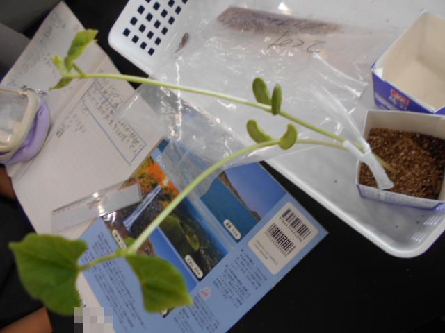 発芽したインゲンマメ