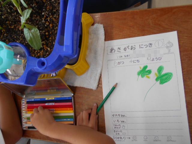 アサガオの観察日記を描く様子
