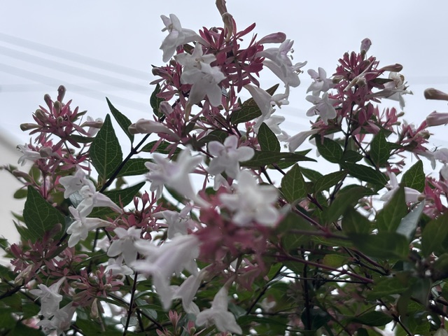 ジャスミンの花