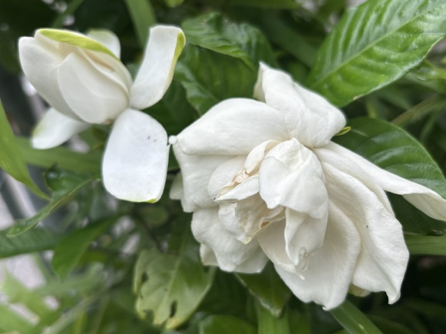 梔子の花
