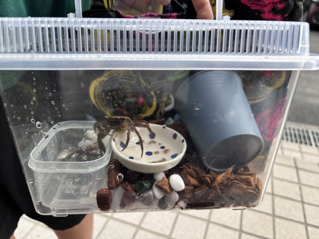 大きなカニ