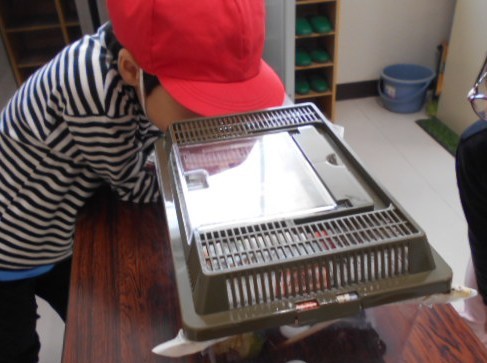 虫かごをのぞき込む1年生