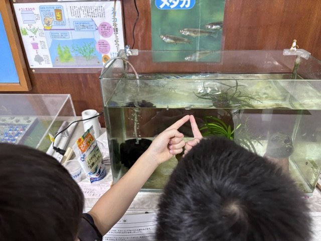 メダカの水槽をのぞき込む3年生