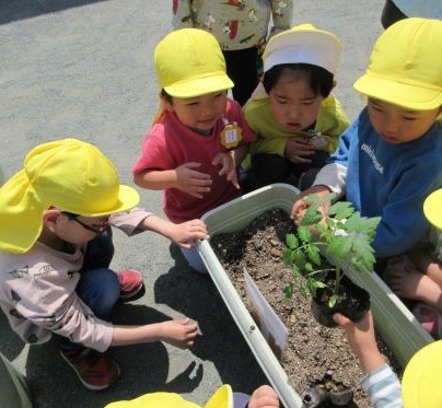4歳ミニトマト