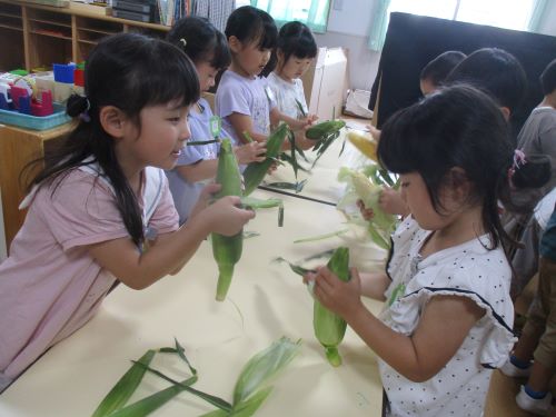 5歳児が友達と感想を話し合いながらとうもろこしの皮むきをしているところ