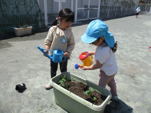5歳 栽培