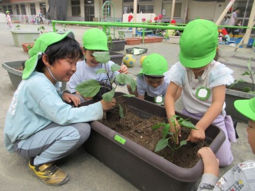夏野菜を植える5歳児