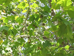 光を浴びたアメリカスズカケノキ（プラタナス）の葉の写真