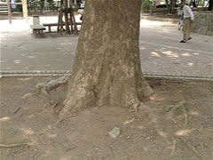谷津公園のアメリカスズカケノキ（プラタナス）の根元をアップで写した写真