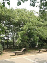 谷津公園のベンチの奥にあるモクゲンジ、オオモクゲンジの全体を正面から写した写真