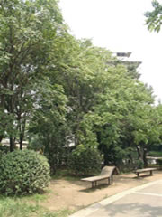 谷津公園のベンチの奥にあるモクゲンジ、オオモクゲンジの全体を斜めから写した写真