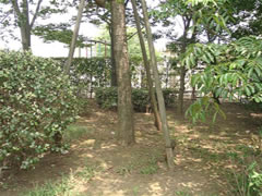 谷津公園のモクゲンジ、オオモクゲンジの根元を撮影した写真