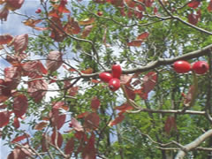 枯れた葉と赤い実がなっているハナミズキの木の枝の写真