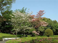 ツツジの垣根の奥に白色とピンク色のハナミズキが咲いている写真