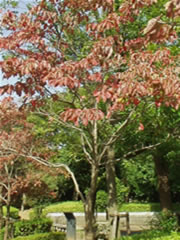 葉が赤色に染まったハナミズキの幹から上を撮影した写真