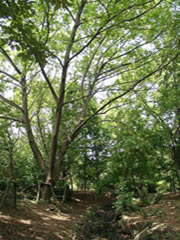 香澄公園の樹林地に生えているシナサワグルミの写真