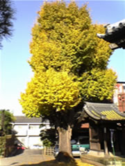 東漸寺境内の黄色い葉を付けた太い幹のイチョウの木の全体を撮影した写真