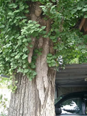 東漸寺境内の車の隣にある緑色の葉を付けたイチョウの幹をアップで写した写真