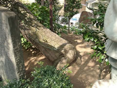 倒れている木の根元の写真