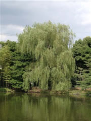 菊田水鳥公園の湖の傍にあるシダレヤナギの全体写真