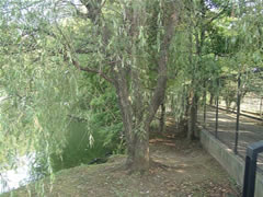 フェンスの傍に生えている緑色の葉のついたシダレヤナギの写真