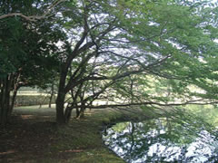花が咲く前のソメイヨシノの枝が湖まで伸び水面に映し出されている写真