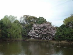 ソメイヨシノと周りの緑の樹木が湖の奥に咲いている写真